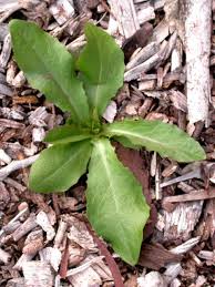 Image result for Lactuca setosa