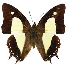 Image result for Polyspatha oligospatha