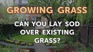 Use your shovel to cut down through the new sod and the existing grass below how to care for your new sod patches: Can You Lay Sod Over Existing Grass Youtube