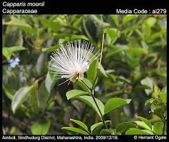 Image result for Capparaceae