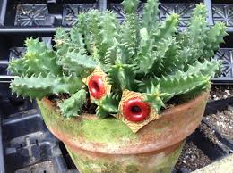 Life Saver Plant Huernia Zebrina Buy It Now Plants Variegated Plants Cacti And Succulents