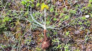 Image result for Pseudopodospermum hispanicum