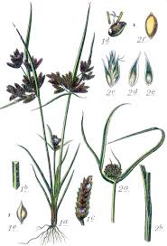 Image result for Cyperaceae