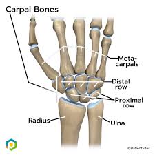 Image result for Normal Anatomic Position of the Hand and Wrist