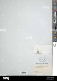 Image result for Polyphlebium borbonicum