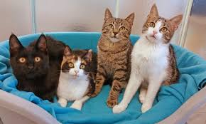 Katzeneltern, die auch bereit sind, hörverminderte katzen zu verstehen und geduldig ein liebevolles zuhause anzubieten. Katzen Suchen Ein Neues Zuhause Mistelbach