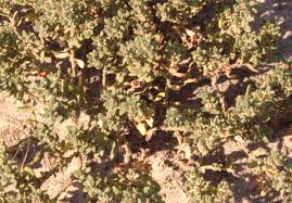 Image result for Portulaca kermesina