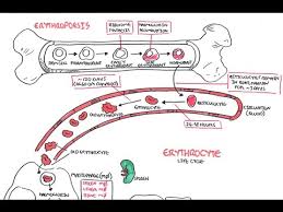 Haematology Red Blood Cell Life Cycle Youtube