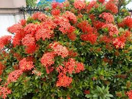 Image result for Ixora narcissodora