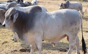 Lembu punya susu sapi dapat nama. Jenis Jenis Sapi Terbaik Untuk Kurban Tahun 2020