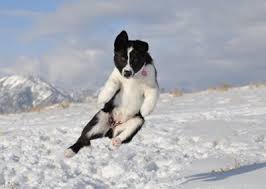 A place to discuss, drool over, and learn about our favorite breed the karelian bear dog. Karelian Bear Dog Grizzly And Wolf Discovery Center