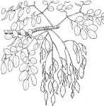 Image result for Burkea africana