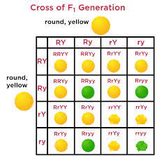 In your example all squares do share the same genotype (yybb) therefore the genotypic and phenotypic ratio would be 1. Dihybrid Crosses Definition Examples Expii