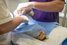 La clinica veterinara polivet din bucuresti, sector 1, str. Vineri Va Fi Inaugurat Primul Spital Universitar Veterinar Din Romania Mobile