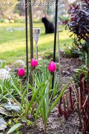 Fruhlingsgefuhle Im Cottagegarten In 2020 Cottage Garten Fruhling Garten