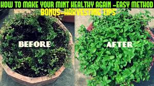 Free shipping on qualified orders. How To Make Your Mint Healthy Again Fast N Easy Youtube