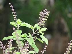 Image result for Ocimum