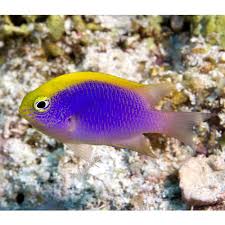 Black And White Heniochus Chrysiptera Bleekeri Bleeker S Damsel Beautiful Sea Creatures Sea Animals Ocean Animals