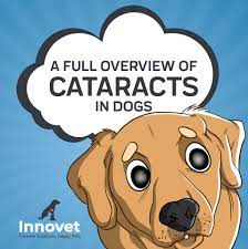 A Full Overview Of Cataracts In Dogs Cataracts In Dogs Happy Animals Dogs