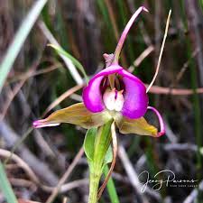 Image result for Disperis