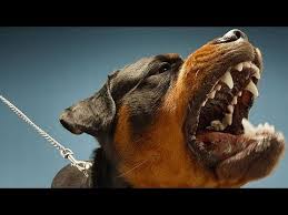 Kangal Vs Rottweiler Tug War Kopek Dovusu Videolari 18 Youtube