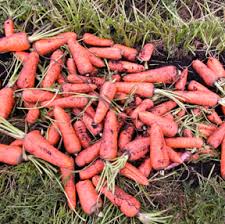 Most of the time, a yearly application of manure is more. Safely Using Manure In The Garden Wisconsin Horticulture