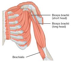 The importance of understanding muscle attachments. Naming Muscles Human Anatomy And Physiology Lab Bsb 141