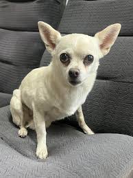 Damaris Felix's Instagram, Twitter & Facebook