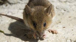 Comment Repousser Les Souris Naturellement Voici 3 Astuces Qui Marchent