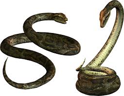 Snake Png Image Picture Download Free Snake Png Stock Images Free