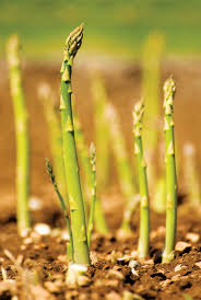 Knowing how to grow asparagus guarantees you lots of great spears every year. How To Grow Asparagus
