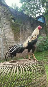 Ada banyak warna bulu yang di miliki oleh ayam jantan mulai dari warna hitam, kuning, blorok dll. 101 Gambar Ayam Wido Jalak Hd Gambar Pixabay