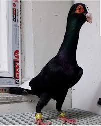 Megameram Megameram Adli Kullanicinin Syrian Pigeons Panosundaki Pin Guzel Kuslar Kus