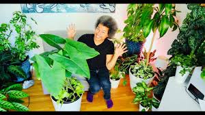 Before leaving, zebrina reticulata alocasia plants are inspected, watered, and pruned. How To Repot Rejuvenate Underplant An Alocasia Zebrina Zebra Alocasia Elephant Ear Youtube