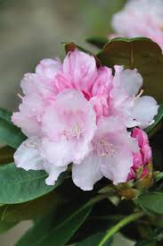 Rhododendron Silberwolke Rhododendron Flowers Garden