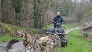 Les chiens de traineaux sont emblématique du grand nord. Chien De Traineaux Schnepfenried Traineau A Chiens Et Chiens De Traineau Au Saguenay Sur Schnepfenried Est Une Station De Ski Situee En Alsace A Une Altitude De 1 010 Metres