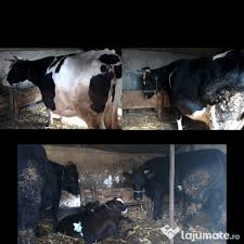 Pana aici nimic deosebit, numai ca intre cele doua evenimente exista un interval de o. Vand Juninci Si Vaci Gestante Adroi Zoo