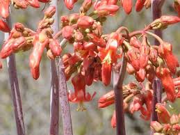 Image result for Cotyledon barbeyi