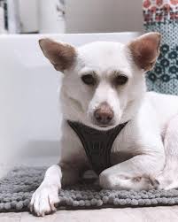 Meet Riley! Poor thing has severe trauma. She's uneasy around strangers,  but I'm determined to become her best friend by the end of the weekend😉