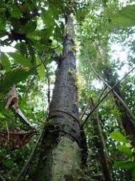 Image result for Hunteria