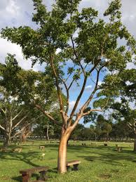 Image result for Burseraceae