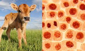 Image result for Did You Say Why?