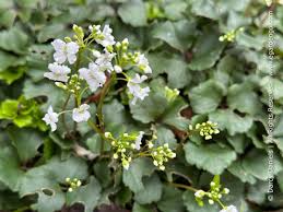 Image result for Cardamine
