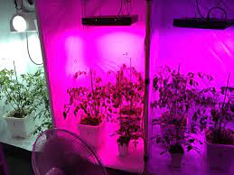 Usually i make mine in 5 gallon batches! Growing Tomatoes Indoors With Led Lights Cromalinsupport