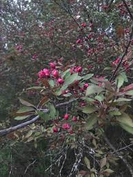 We did not find results for: Identification Of A Pink Flowering Tree In The Twin Cities 561662 Ask Extension