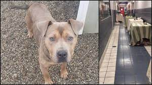 Use the nationwide database of dogs looking for good homes below! Indianapolis Animal Care Services Looking For Help Making Space Fox 59