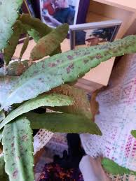 Image result for Chlorophytum stolzii