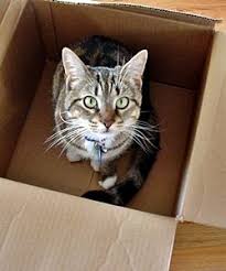 Cats Cardboard Boxes Stray Cat Strut Cats What Cat
