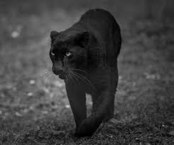 Black panthers beautiful cats animals beautiful cute animals wild animals leopard spots leopard animal leopard pictures panther leopard. Panther Facts For Kids Konnecthq