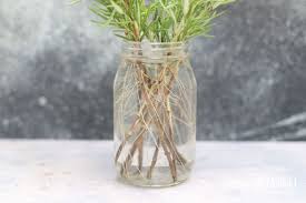 Image result for rosemary cuttings